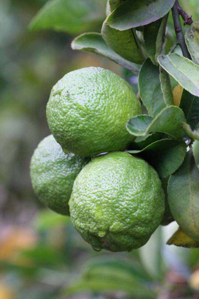            Immature fruit (Limoneira, Riverside, CA)   